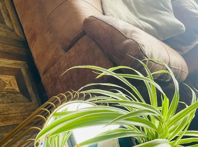 Maggie Janes Carlingford Omealth Vakantiehuis *